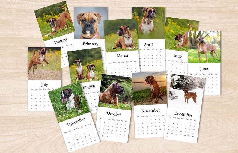 Boxer Calendar 2024 Mini Desk Calendar Boxer Calendar Etsy