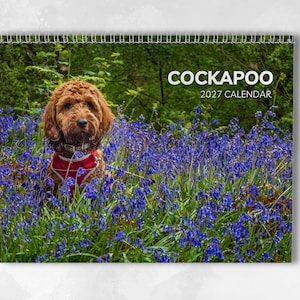 Cockapoo-kalender 2027: Månadsväggkalender med anteckningar, öppnas till A3-storlek, inkluderar viktiga datum och helgdagar