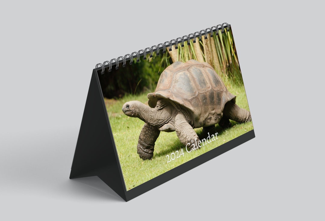 Tortoise Desk Calendar 2024 Desktop Calendar Tortoise Calendar 2024