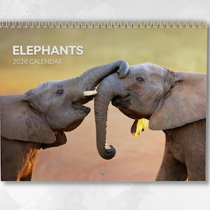 May include: A 2026 calendar featuring a photograph of two elephants interacting. The calendar has a spiral binding at the top. The word "ELEPHANTS" is printed in white, above "2026 CALENDAR". The elephants are gray with their trunks intertwined.