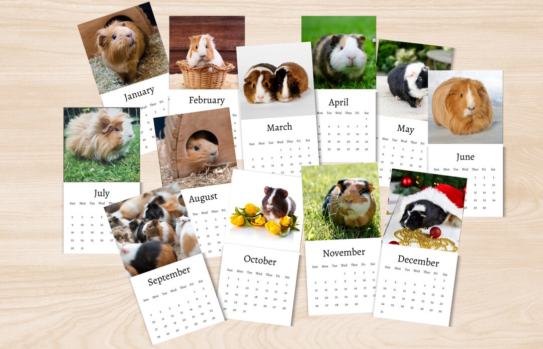 Guinea Pig Calendar 2024 Mini Desk Calendar Guinea Pig Calendar 2024