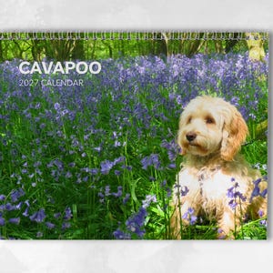 Cavapoo Kalender 2027: Månadsväggkalender med anteckningar, öppnas till A3-storlek, inkluderar viktiga datum och helgdagar
