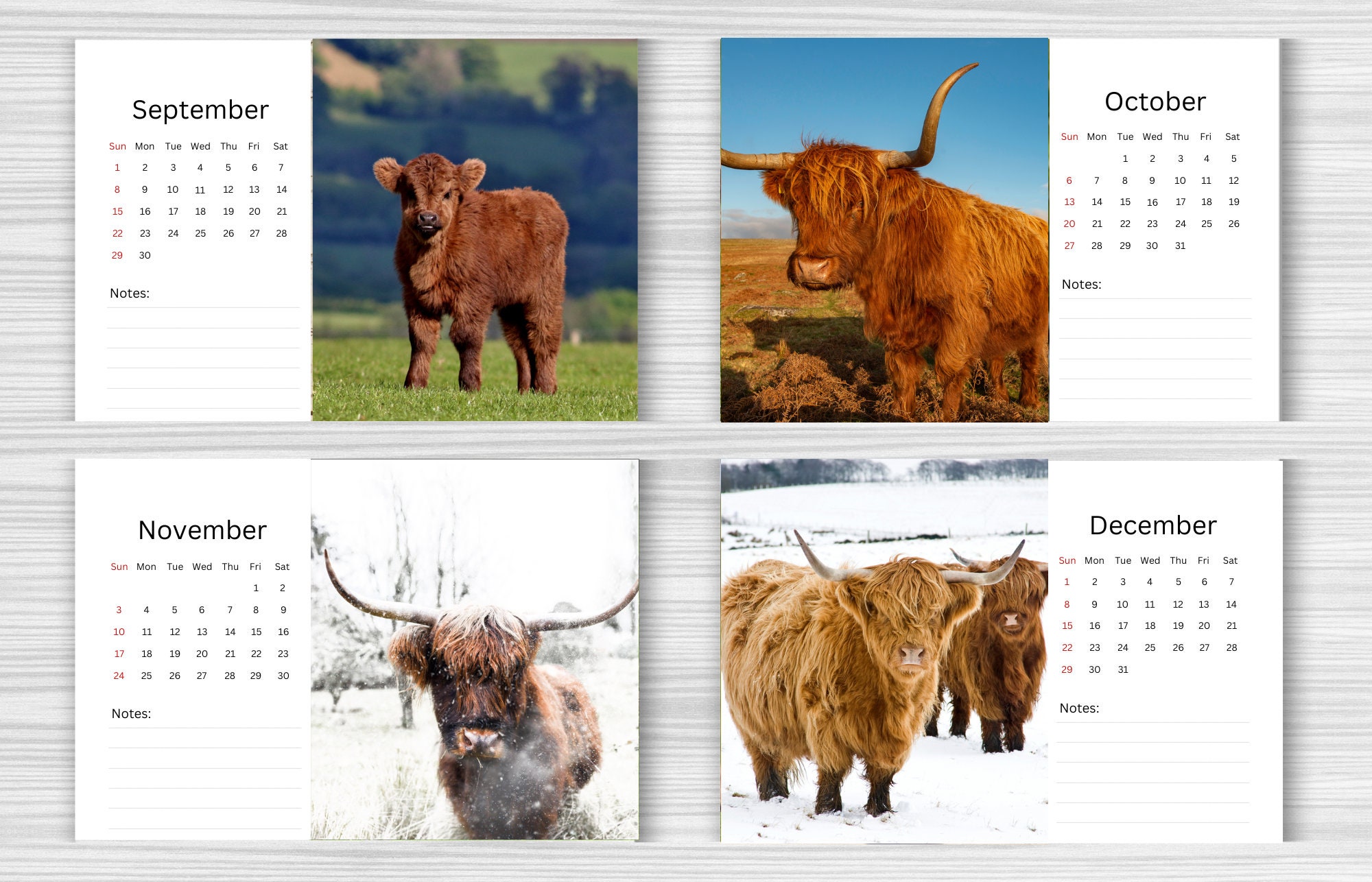 highland-cow-desk-calendar-2024-desktop-calendar-highland-cow-calendar-2024-2025-perfect-for