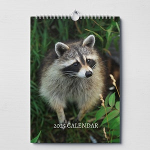 Calendrier raton laveur 2025 : calendrier mural mensuel avec notes, format A4 suspendu, dates et jours fériés clés au Royaume-Uni et aux États-Unis