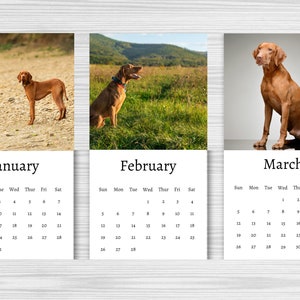 Hungarian Vizsla Calendar 2024 Mini Desk Calendar - Etsy Ireland