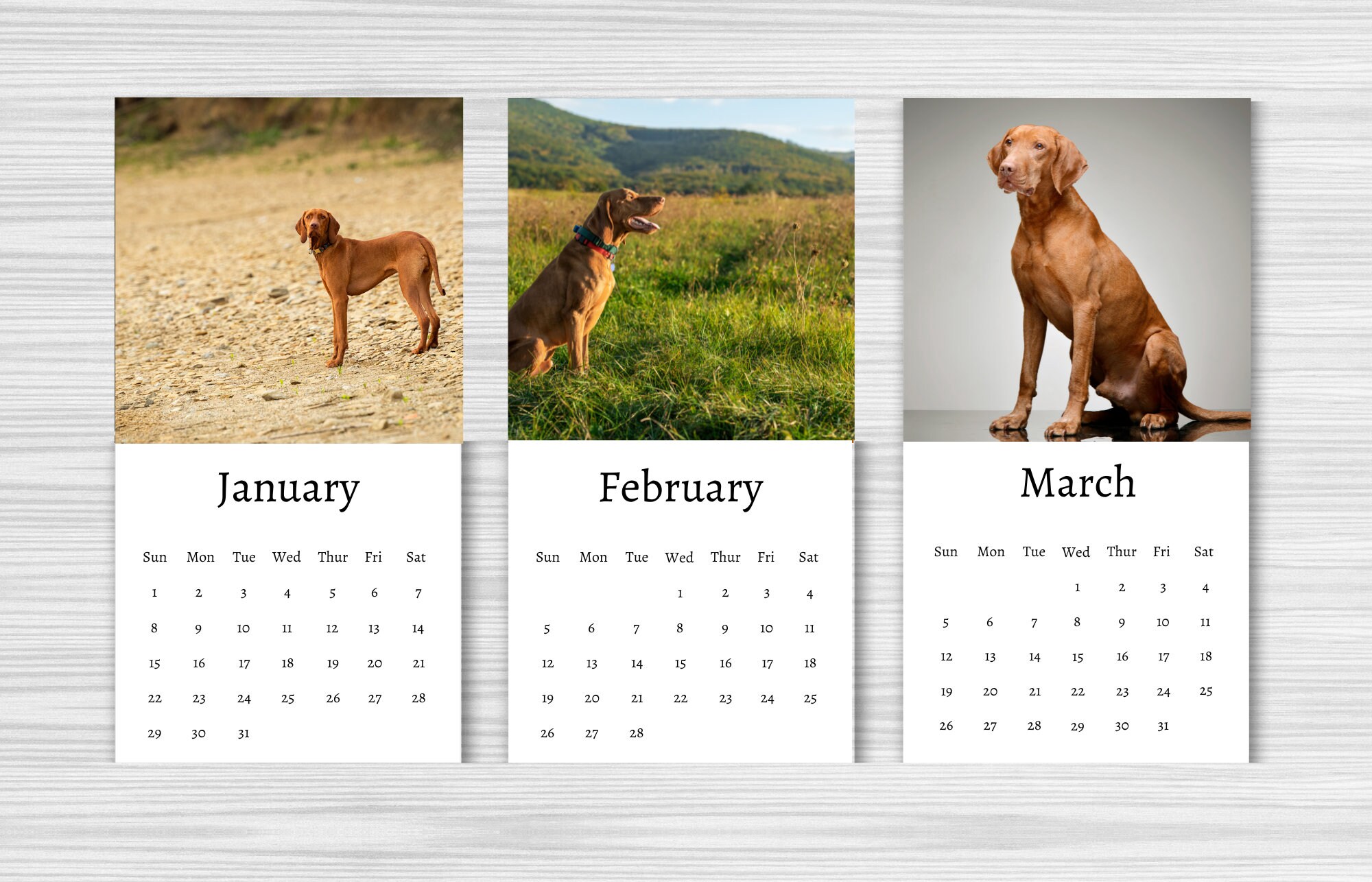 Hungarian Vizsla Calendar 2024 Mini Desk Calendar - Etsy Canada