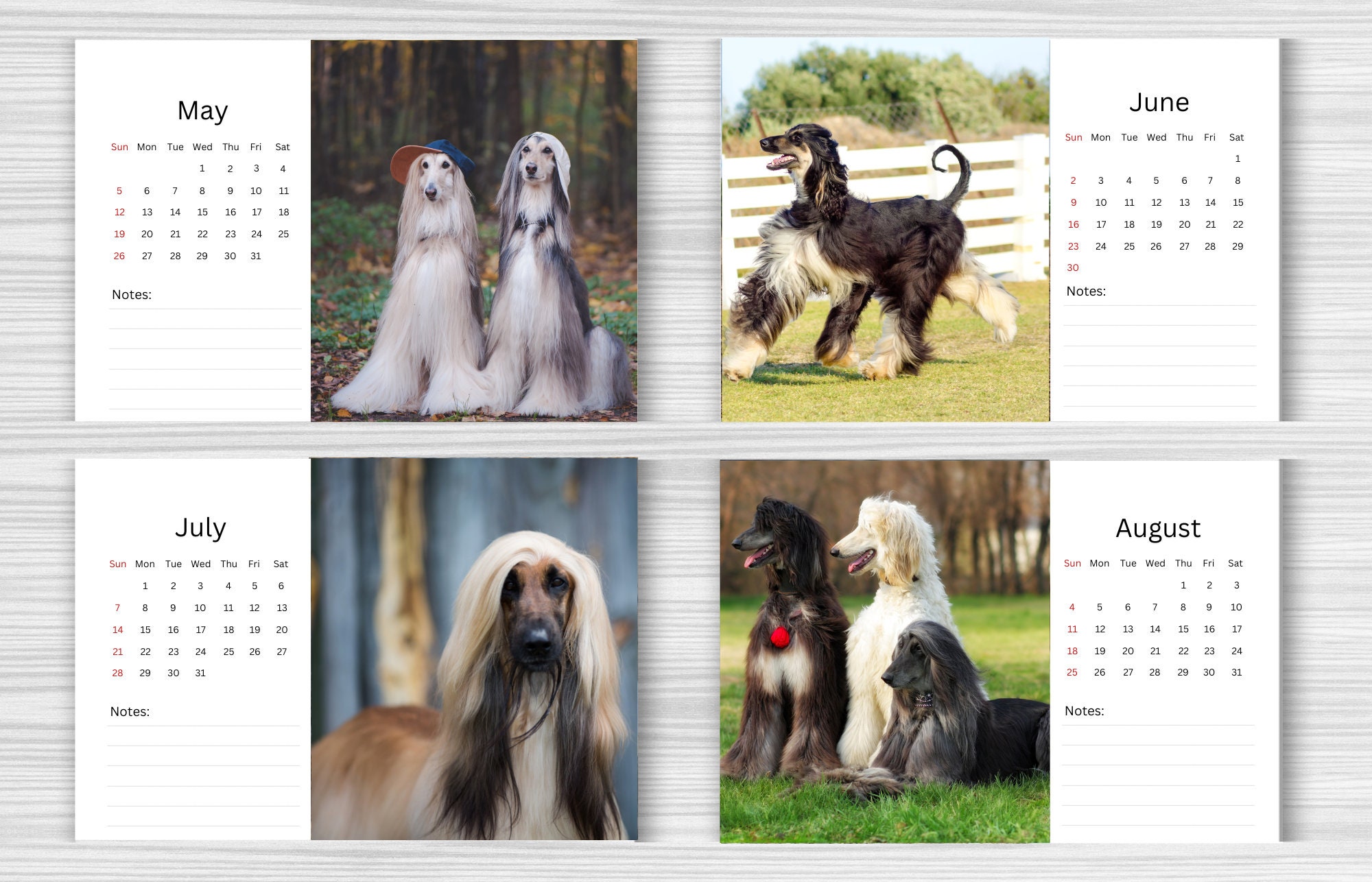 Afghan Hound Calendar 2024 Desk Calendar Afghan Hound Calendar 2024