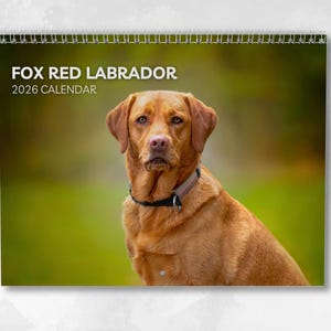Peut inclure: Calendrier 2026 avec un Labrador roux. Le chien, au centre de l'image, a un pelage brun-rouge riche et un collier noir. Le titre du calendrier, "FOX RED LABRADOR", est affiché en blanc, avec "2026 CALENDAR" en dessous.