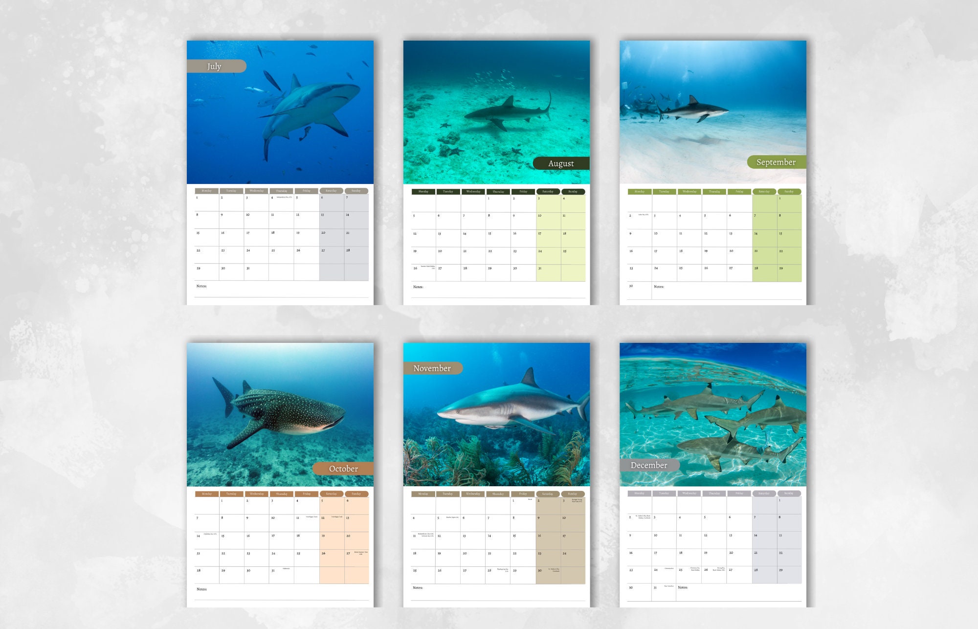 Shark Calendar 2024 Monthly Wall Calendar, A4 Hanging Calendar Perfect