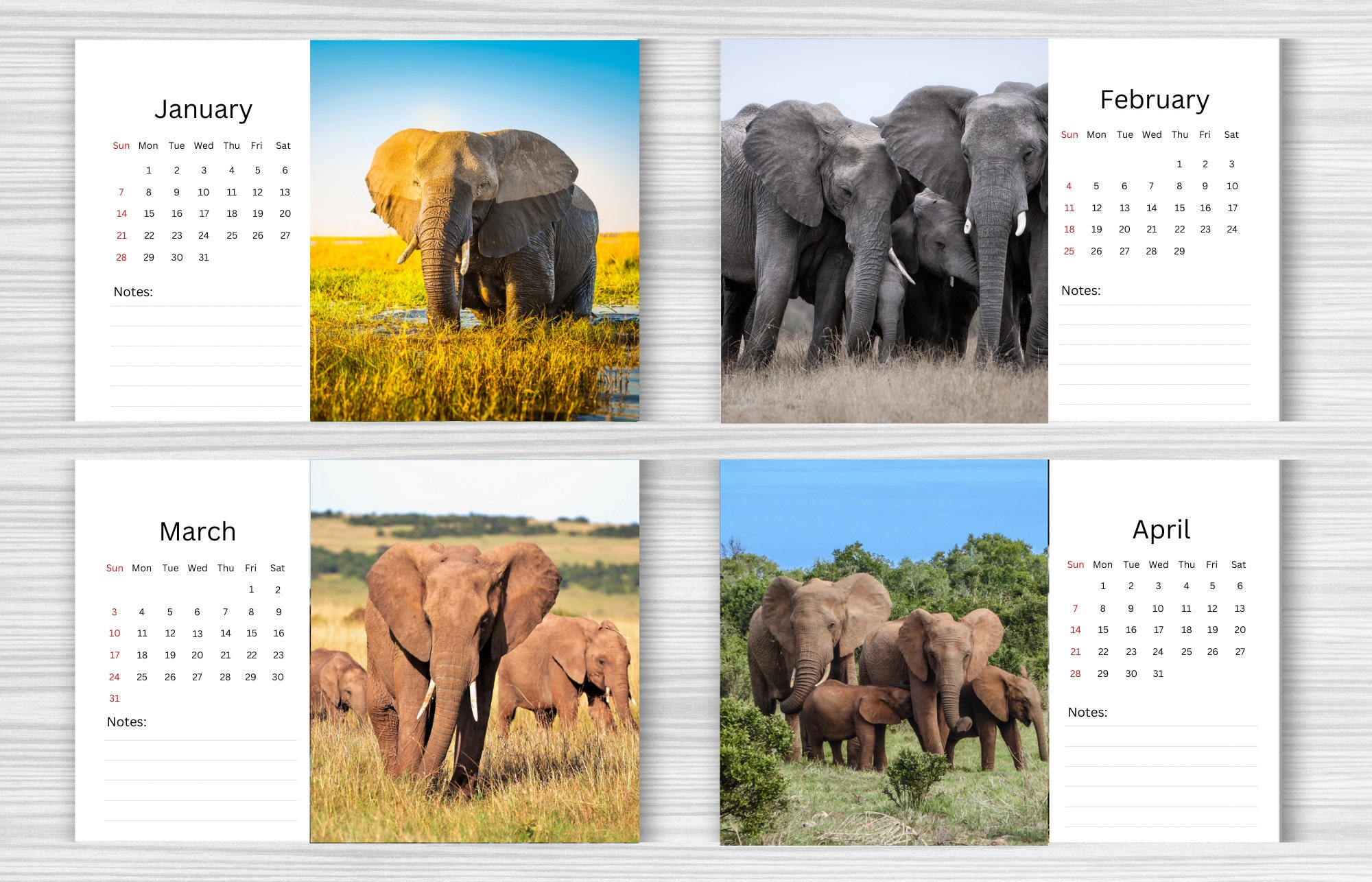 Elephant Desk Calendar 2024 Desktop calendar Elephant Calendar 2024
