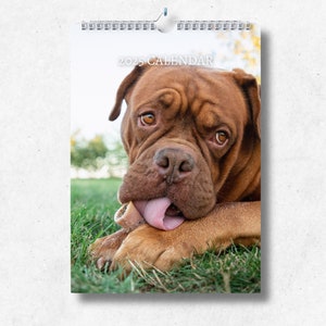 Calendrier Dogue de Bordeaux 2025 : calendrier mural mensuel avec notes, format A4 suspendu, dates et jours fériés clés au Royaume-Uni et aux États-Unis
