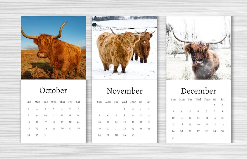 Highland Cow Calendar 2025 Mini Desk Calendar Highland Cow Etsy