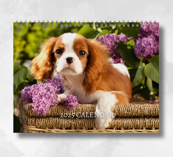 Amazon | Just Cavalier King Charles Spaniels 2025 12 X 12