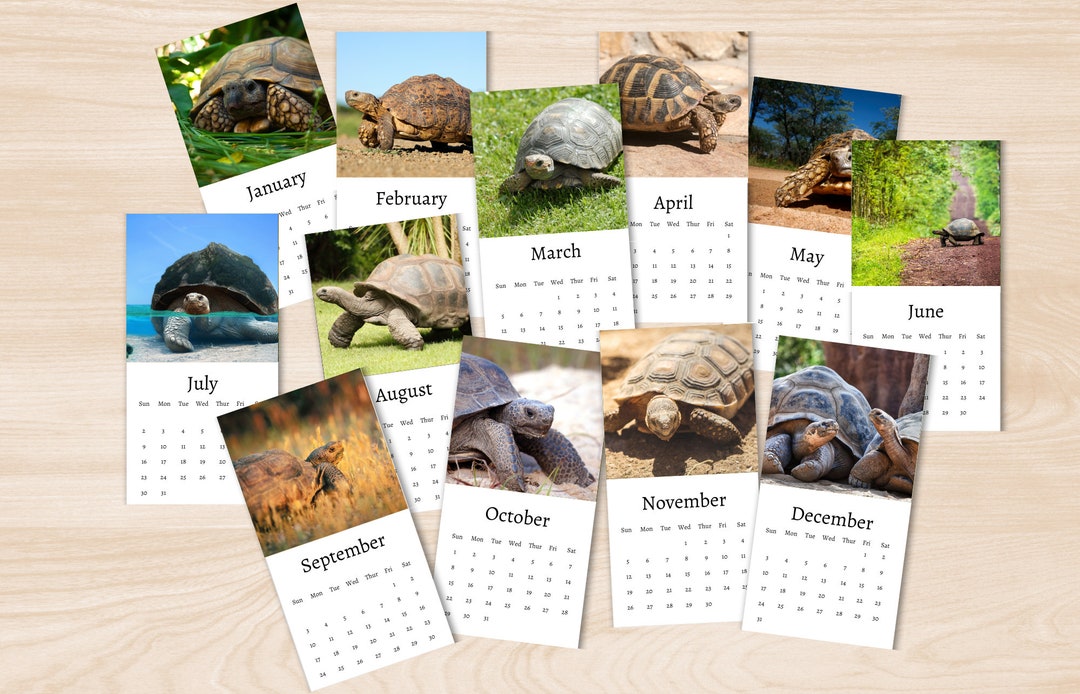 Tortoise Calendar 2024 Mini Desk Calendar Tortoise Calendar 20242025