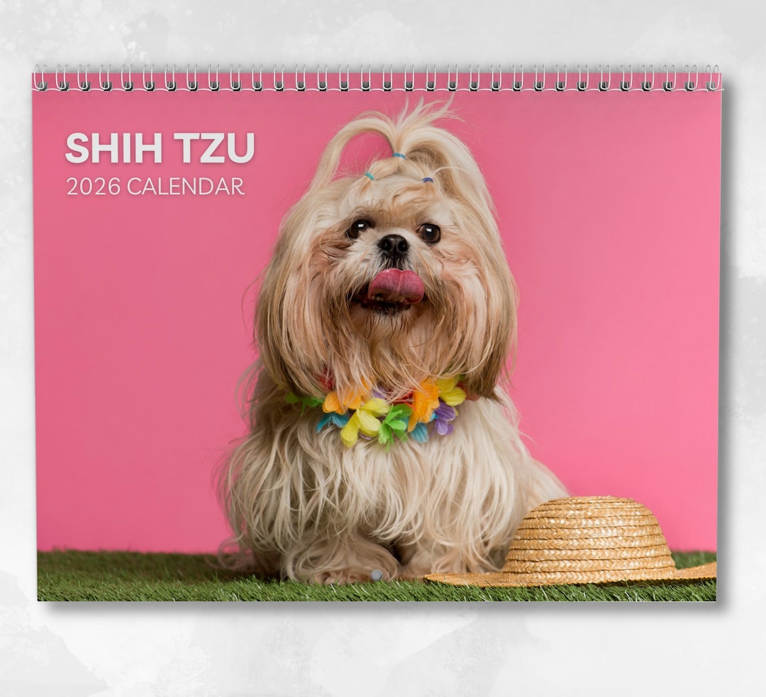 オーダー受付　シーズー　ご予約ページ　12/26 シーズー【東京都・女の子・2025年11月16日・ホワイト&ゴールド】懐っ