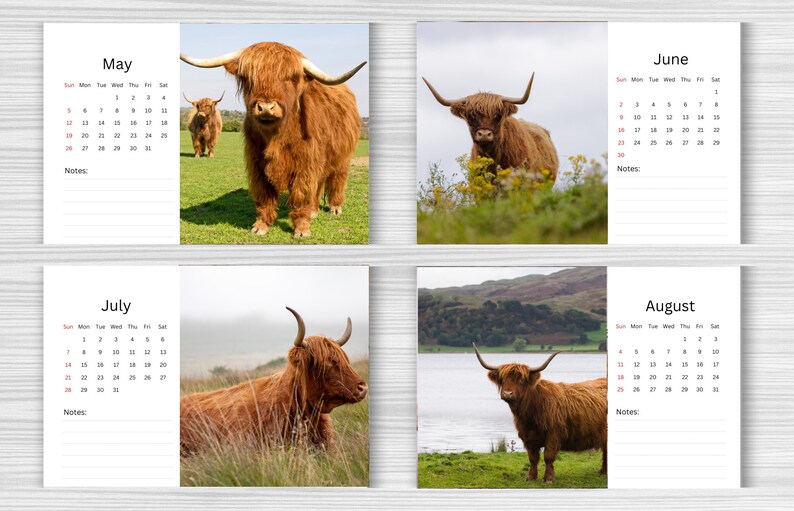 Highland Cow Desk Calendar 2024 Desktop Calendar Highland Cow Calendar