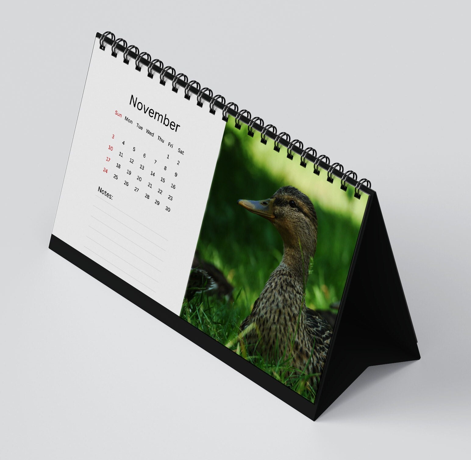 Duck Desk Calendar 2025 Desktop Calendar Duck Calendar 20242025