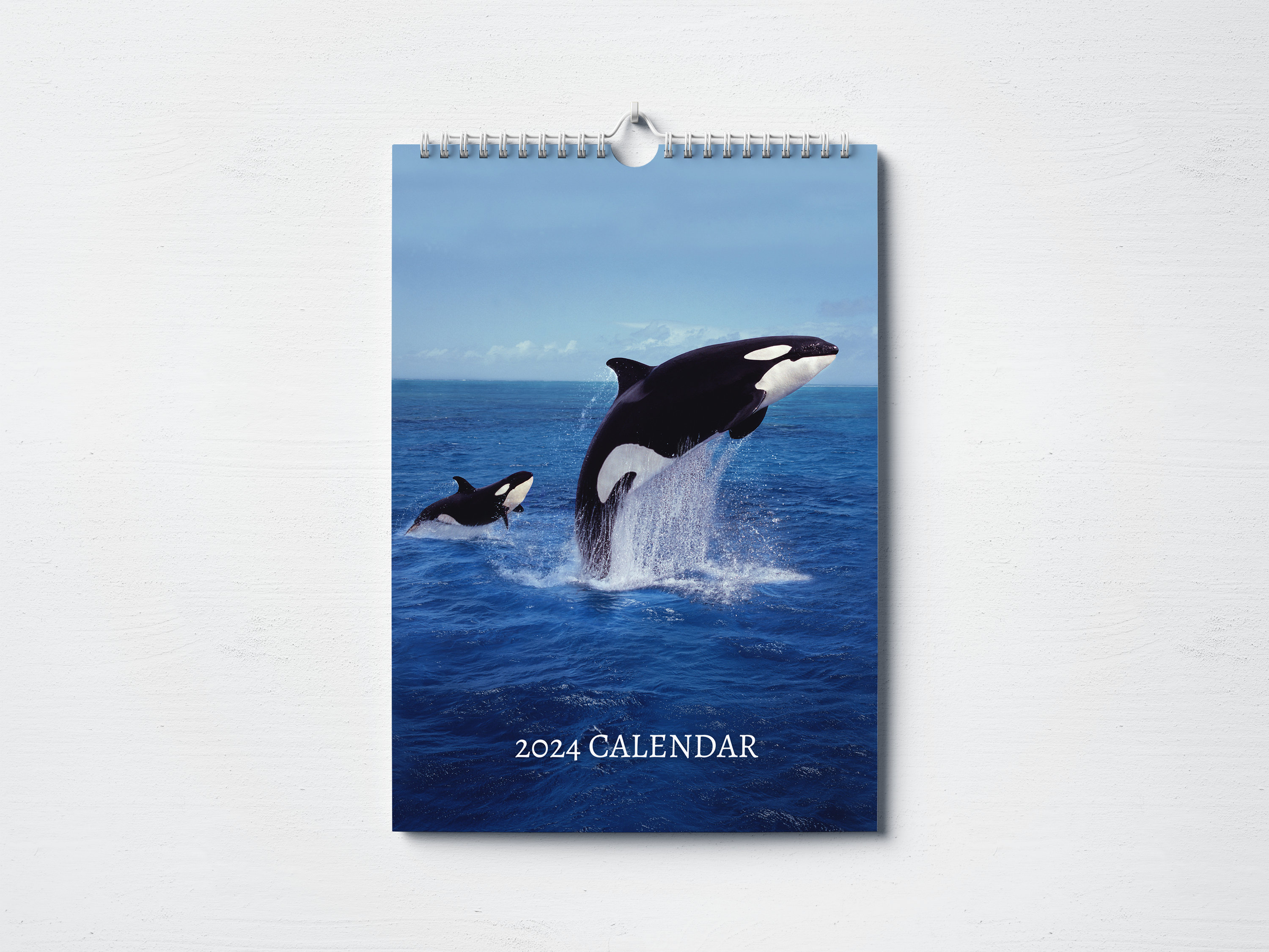 Orca Calendar 2024 Monthly Wall Calendar, A4 Hanging Calendar