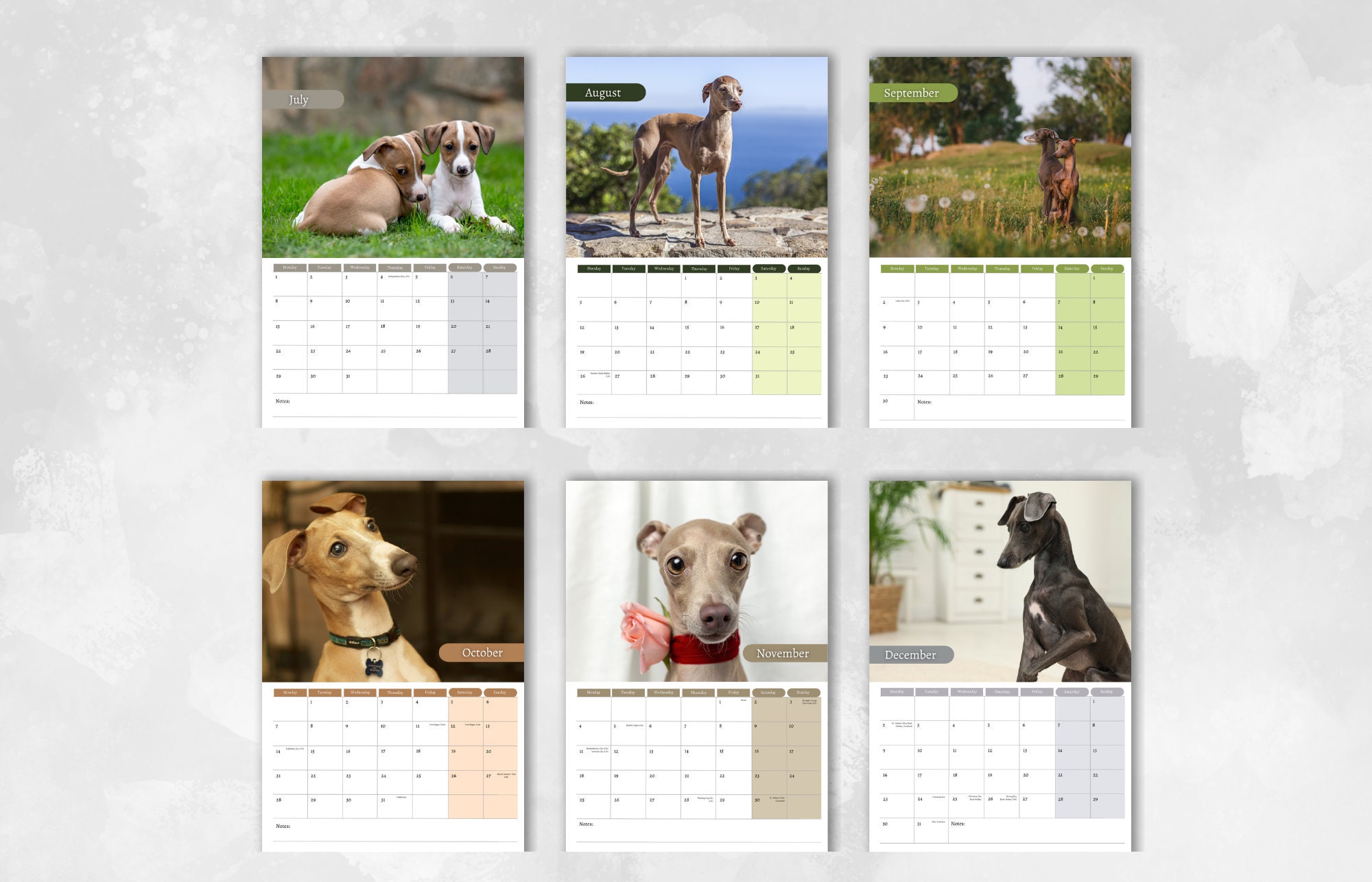 Italian Greyhound Calendar 2024 Monthly Wall Calendar, A4 Hanging