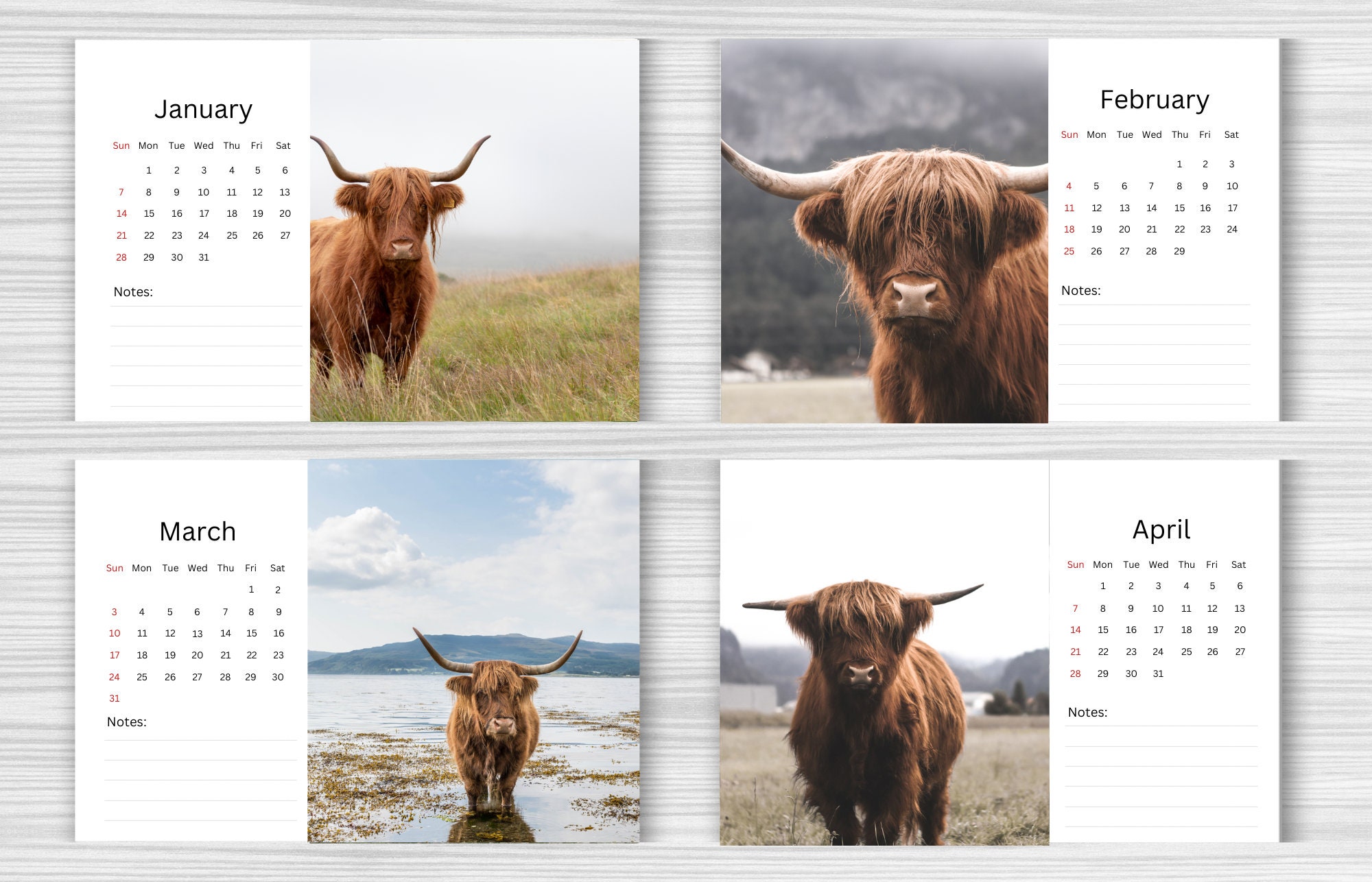 Highland Cow Desk Calendar 2024 Desktop Calendar Highland Cow Calendar