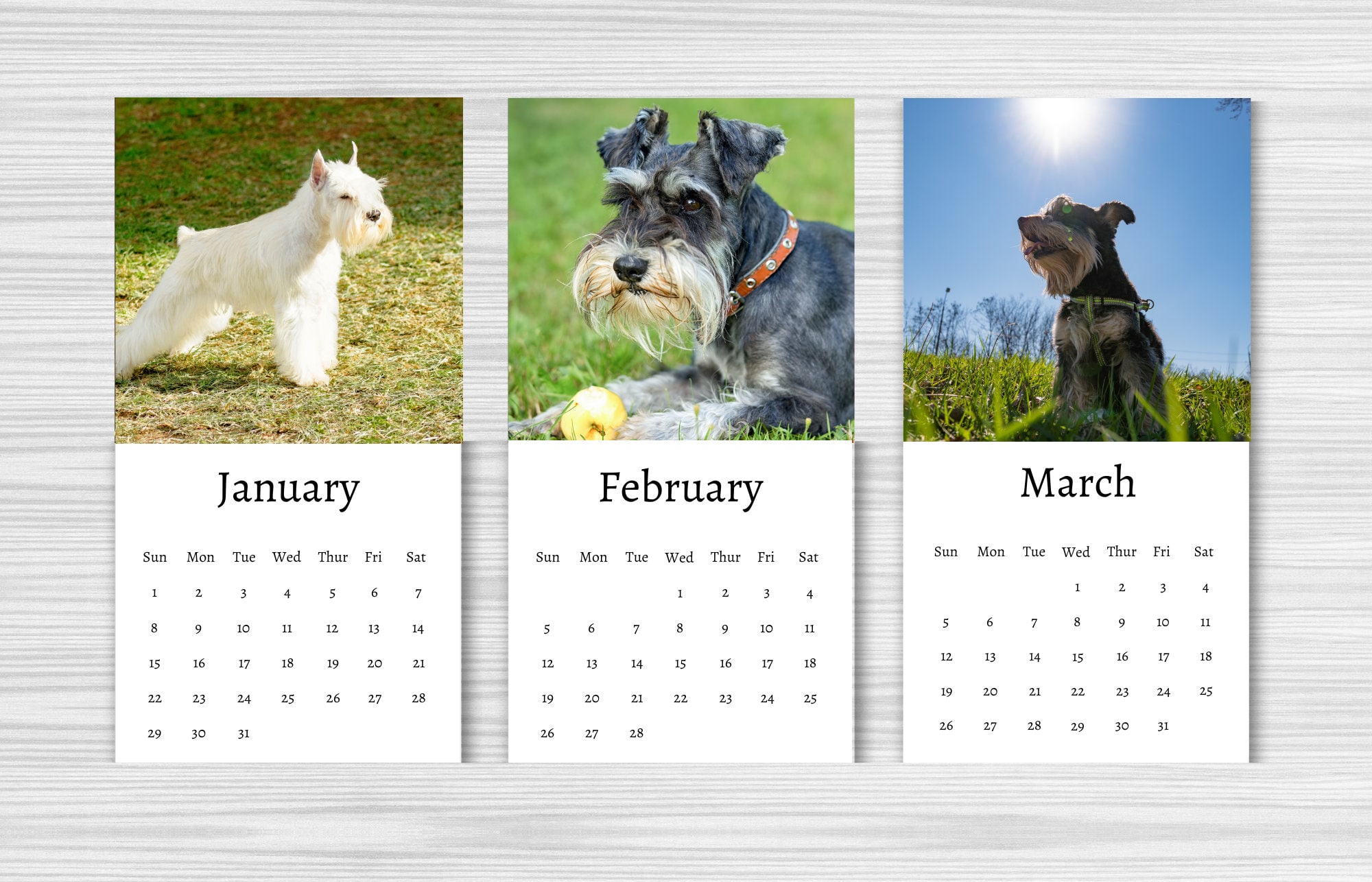 Schnauzer Calendar 2025 Brena Clareta