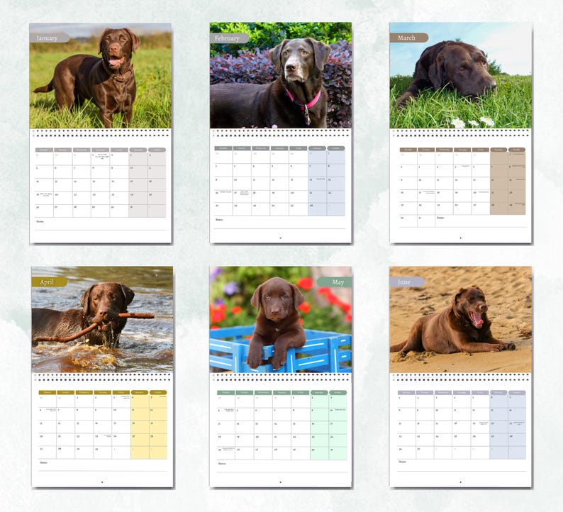 Labrador Date Chocolate Labrador Calendar 2026: Monthly Wall Calendar With Notes ...