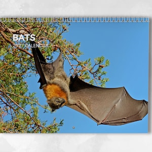 May include: A 2027 wall calendar featuring a photograph of a large bat with dark brown wings and a golden-orange neck hanging from a pine tree branch against a clear blue sky. The white text on the cover reads BATS 2027 CALENDAR.