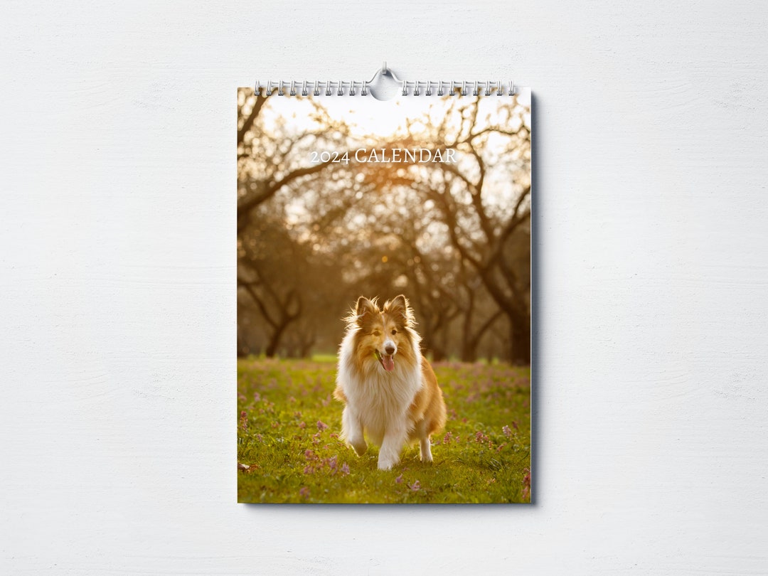 Shetland Sheepdog Calendar 2024 Monthly Wall Calendar, A4 Hanging