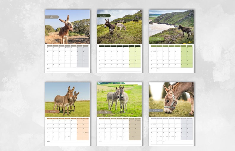 Donkey Calendar 2024 Monthly Wall Calendar, A4 Size Hanging Calendar