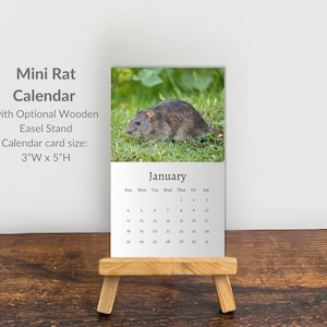 Könnte beinhalten: Ein Mini-Rattenkalender mit einem hölzernen Staffeleiständer. Die Kalenderkartengröße beträgt 7,6 cm B x 12,7 cm H. Die Januar-Kalenderseite zeigt ein Foto einer Ratte im Gras. Der Kalender steht auf einer kleinen Holzstaffelei.
