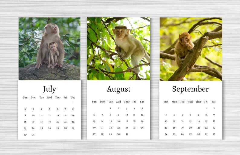 Monkey Calendar 2024 Mini Desk Calendar Monkey Calendar Etsy UK