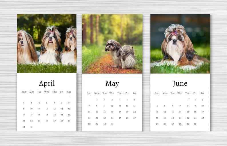 Shih Tzu Calendar 2024 Mini Desk Calendar Shih Tzu Etsy Canada