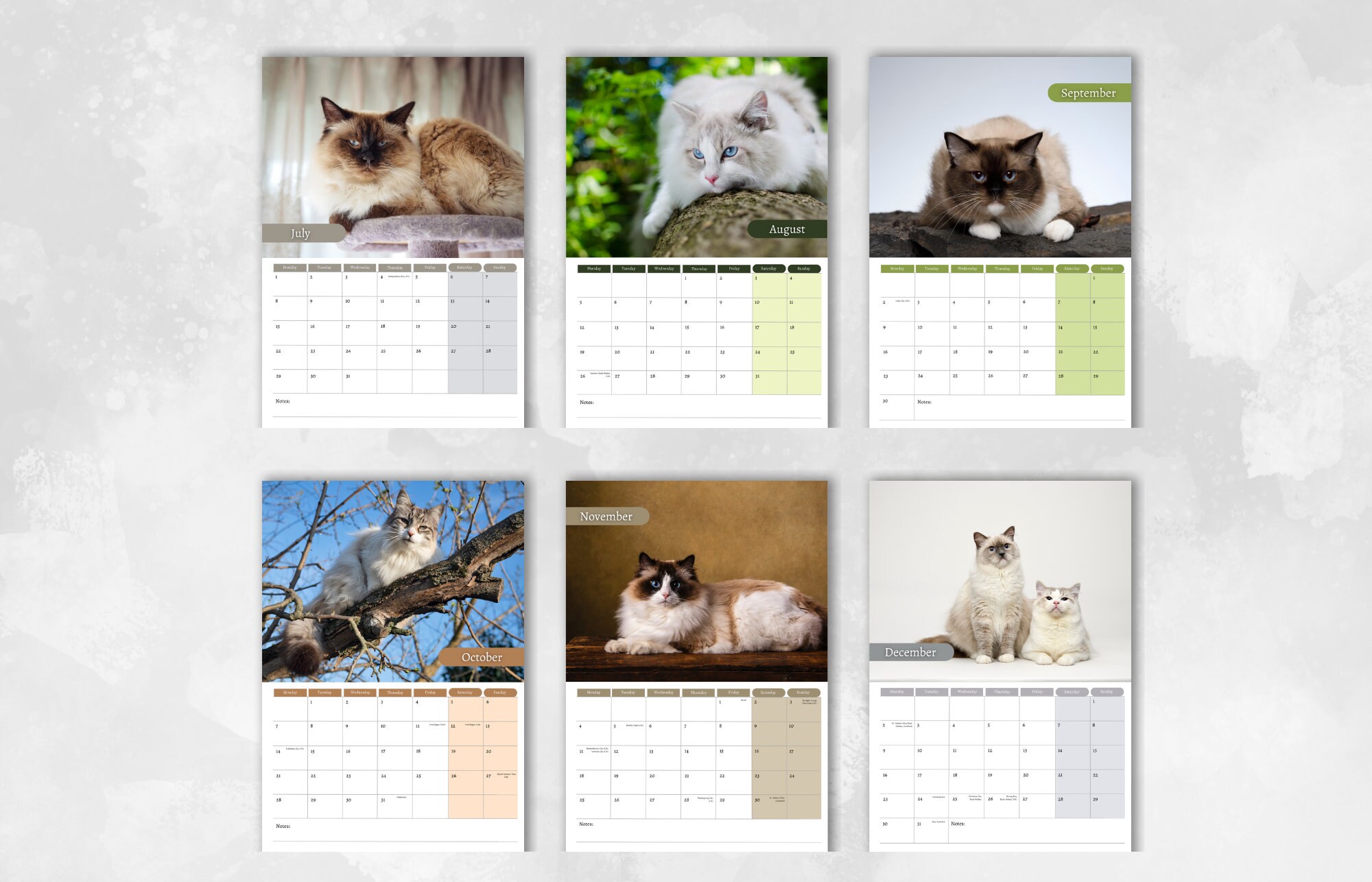 Ragdoll Cat Calendar 2024 Monthly Wall Calendar, A4 Hanging Calendar