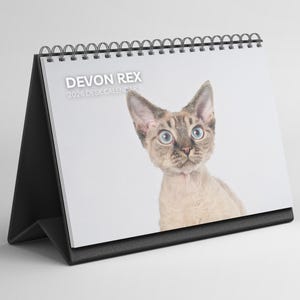 Puede incluir: Calendario de escritorio con un gato Devon Rex de ojos azules. El calendario tiene un soporte negro y encuadernación en espiral. El texto "DEVON REX 2026 DESK CALENDAR" está impreso en la parte superior.