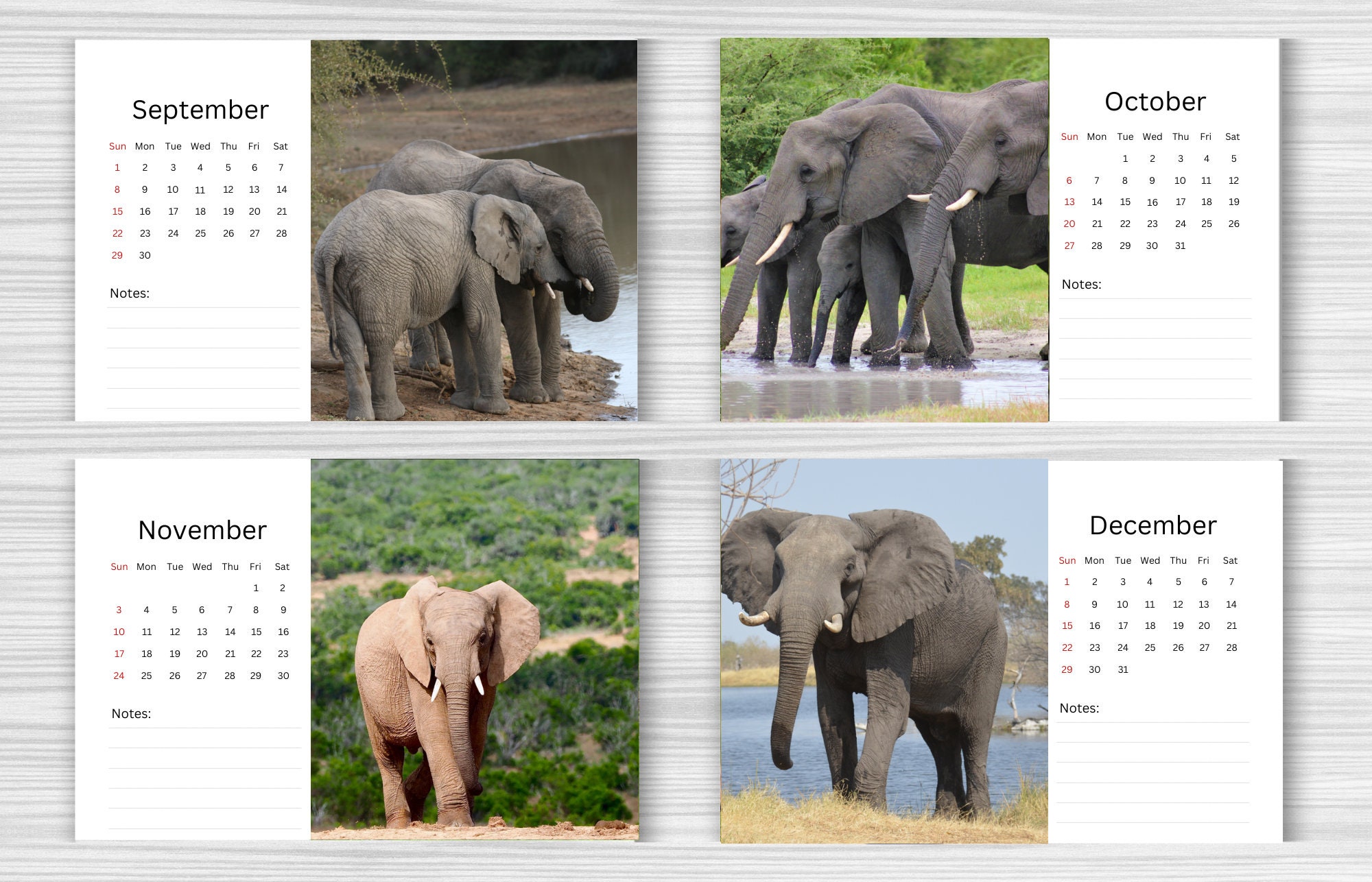 Elephant Desk Calendar 2024 Desktop calendar Elephant Calendar 2024