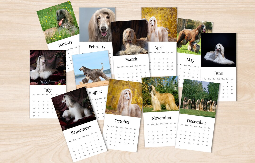 Afghan Hound Calendar 2025 Mini Desk Calendar, Afghan Hound Calendar