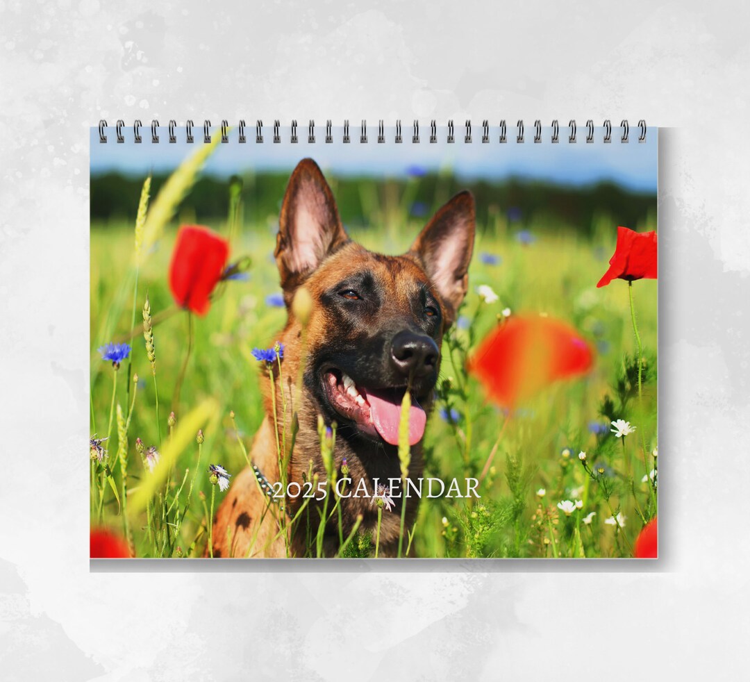 Belgian Malinois Calendar 2025 Monthly Wall Calendar, A4 Hanging