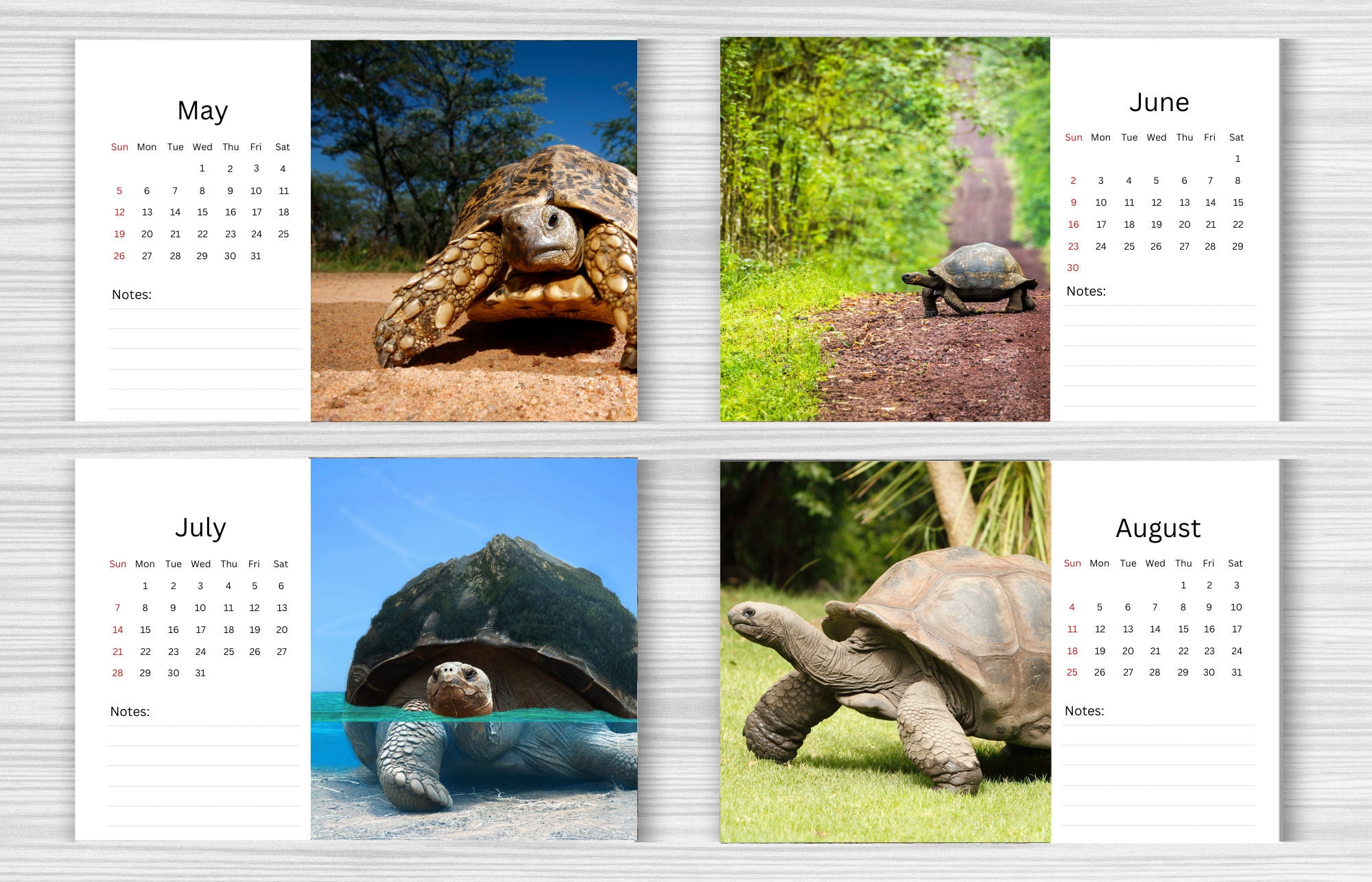 Tortoise Desk Calendar 2024 Desktop Calendar Tortoise Calendar 2024