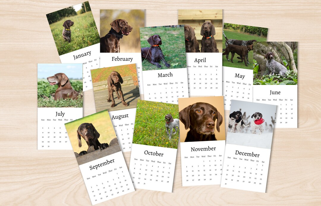 German Shorthaired Pointer Calendar 2024 Mini Desk Calendar German