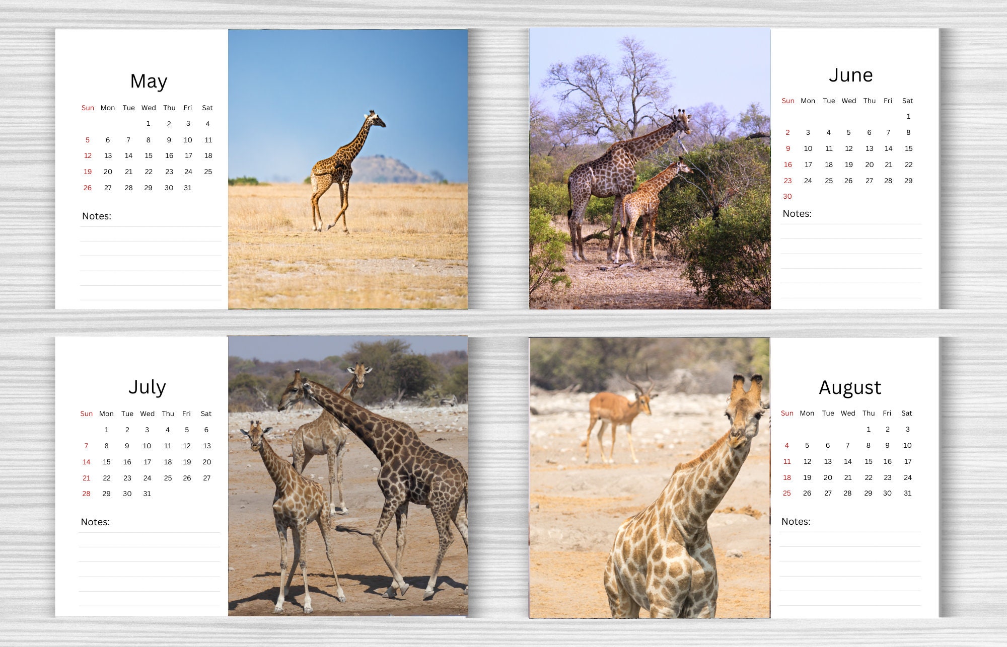 Giraffe Desk Calendar 2024 Desktop Calendar Giraffe Etsy