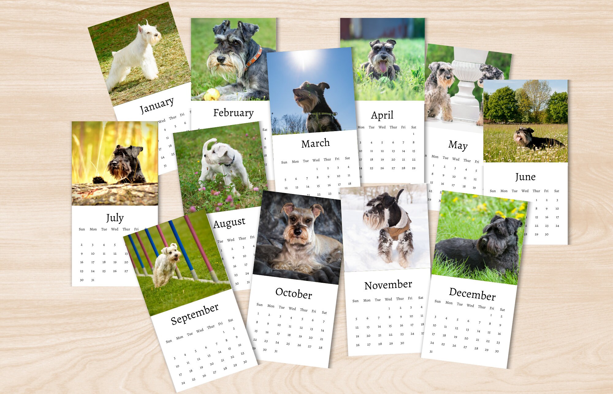 Minature Schnauzer Calendar 2024 Mini Desk Calendar Etsy