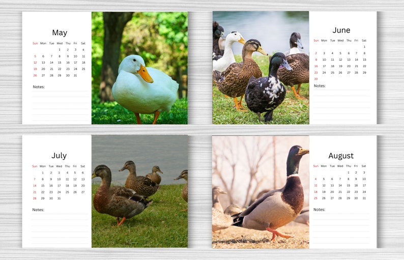 Duck Desk Calendar 2025 Desktop Calendar Duck Calendar 20242025