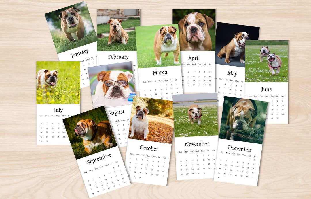 Bulldog Calendar 2024 Mini Desk Calendar Bulldog Calendar 20242025