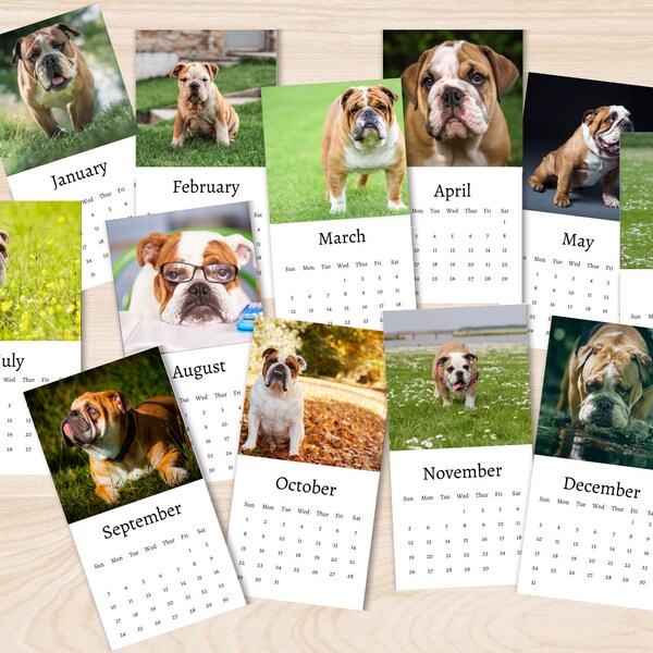 Bulldog Desk Calendar Etsy