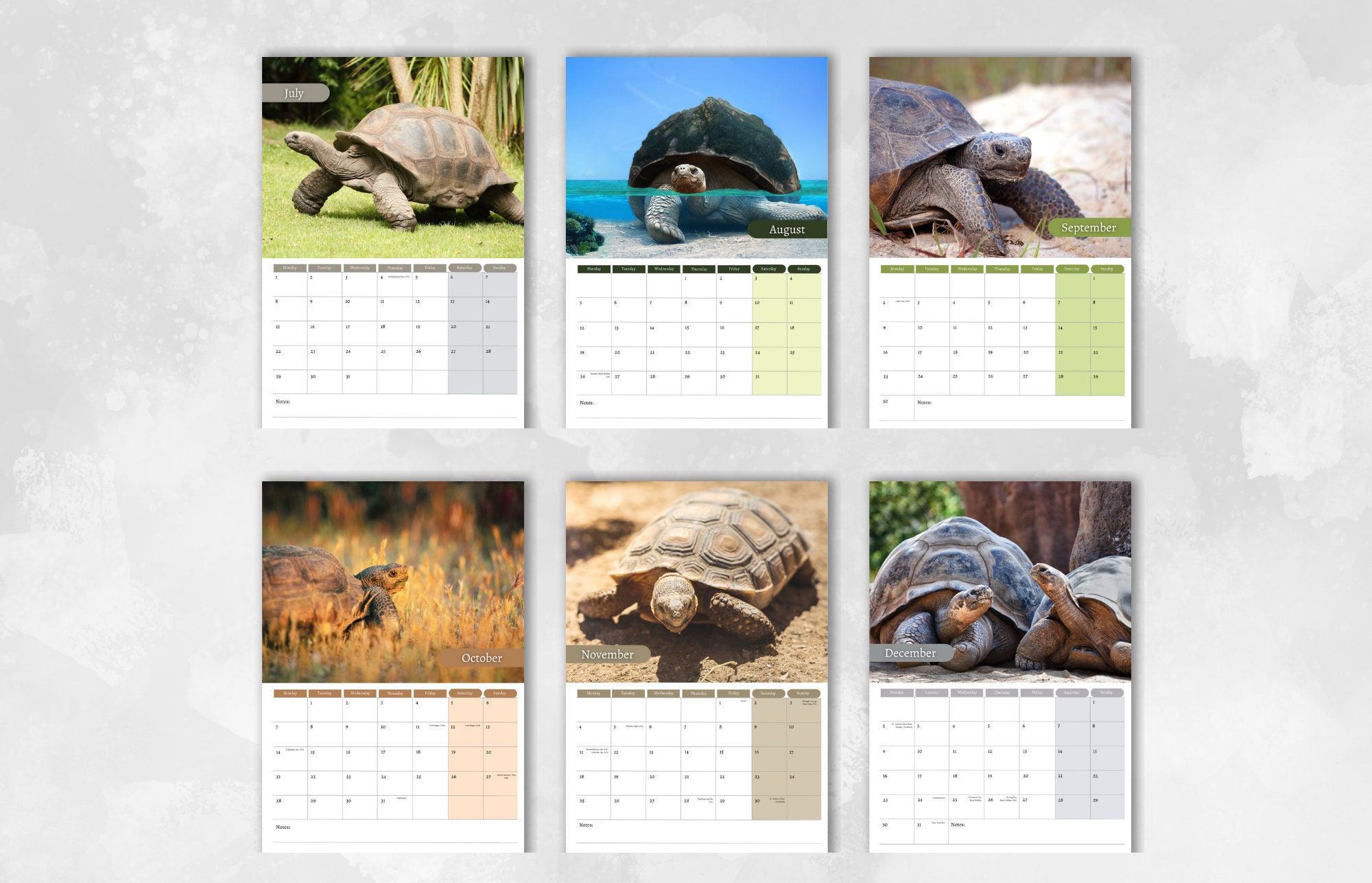 Tortoise Calendar 2024 Monthly Wall Calendar A4 Hanging Etsy UK