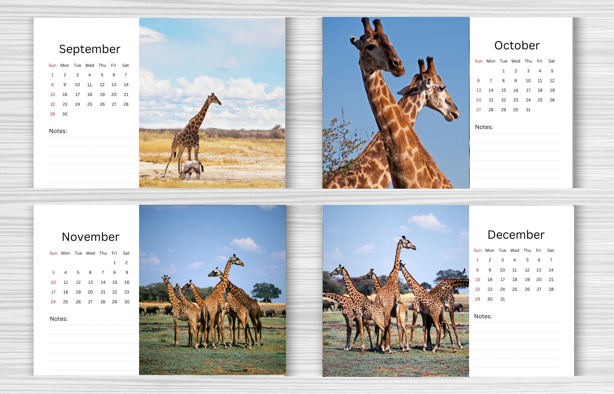 Giraffe Desk Calendar 2024 Desktop Calendar Giraffe Etsy