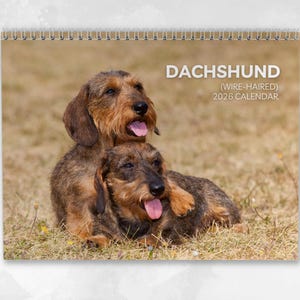 May include: A wire-haired Dachshund 2026 calendar. The calendar features two brown and tan dogs with their tongues out, resting on grass. The calendar has a spiral binding and the word "DACHSHUND" is printed in white.