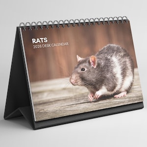 Puede incluir: Un calendario de escritorio negro con encuadernación en espiral, con una fotografía de una rata. La portada muestra el texto "RATS 2026 DESK CALENDAR". La rata es gris y blanca, con nariz y orejas rosas. Calendario para 2026.