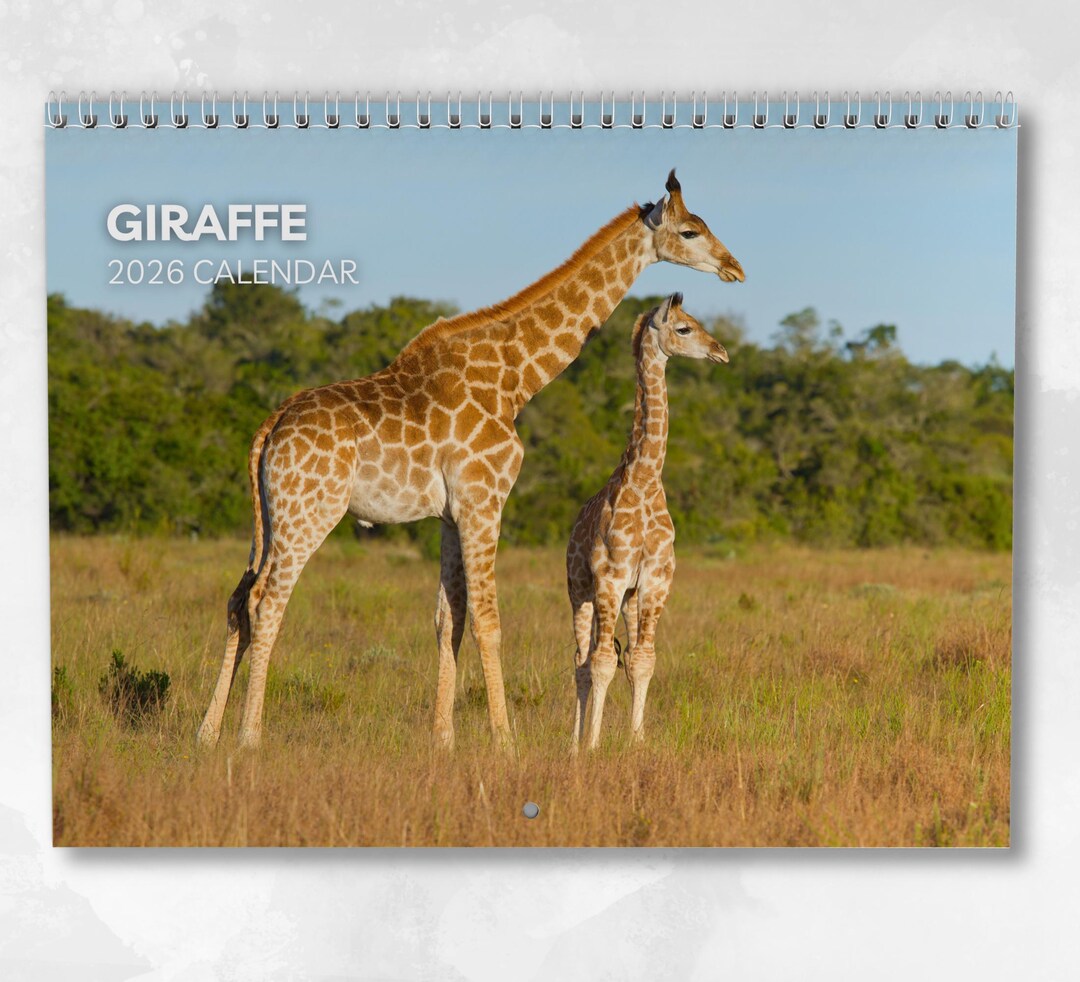 Edition Seidel Calendario Premium De Jirafas 2025, Formato DIN A3