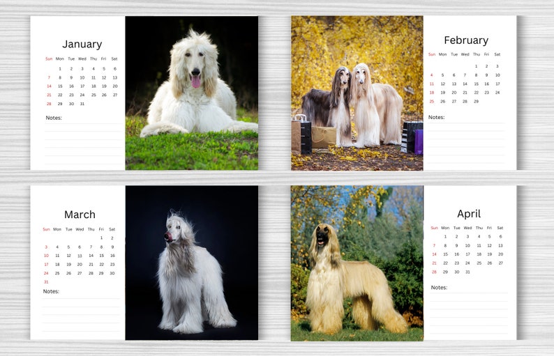 Afghan Hound Calendar 2024 Desk Calendar Afghan Hound Etsy